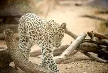 شکار قوچ وحشی توسط پلنگ ایرانی در پارک ملی صیدوا 