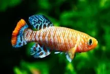 ماهی کوتاه‌عمری که ناجی کلیه انسان‌ها می‌شود
