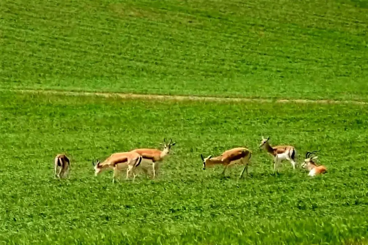 ببینید؛ گشت‌وگذار آهوها در طبیعت دشت مغان 