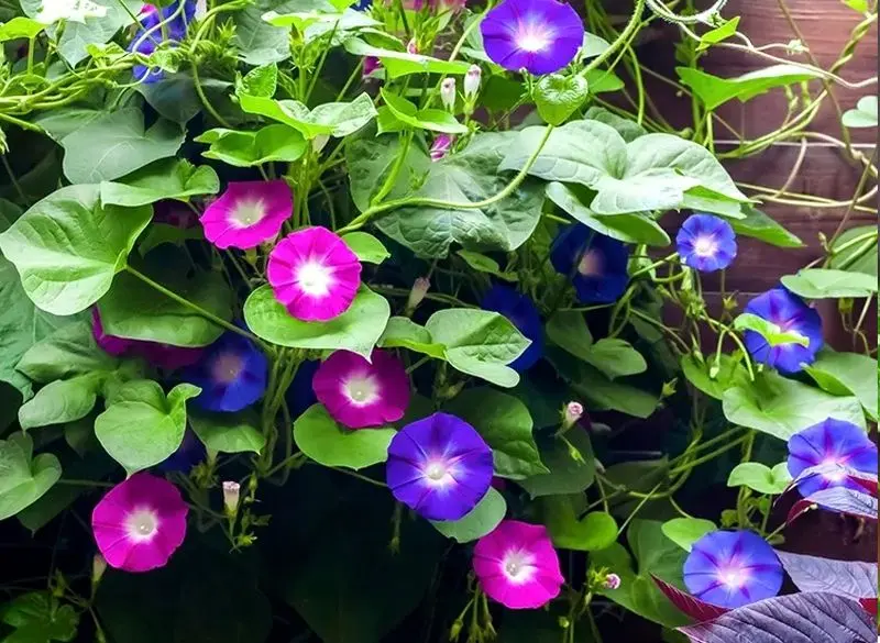  گیاهان آپارتمانی