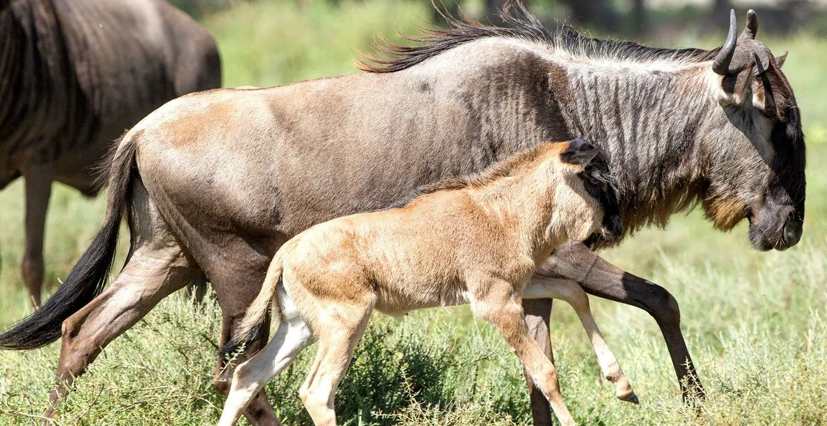 بازی مرگبار؛ گوساله گوزن یال‌دار طعمه پلنگ شد
