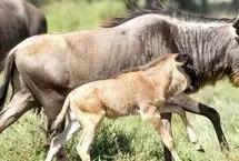 بازی مرگبار؛ گوساله گوزن یال‌دار طعمه پلنگ شد