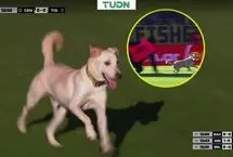 ورود ناگهانی یک سگ به زمین فوتبال در لیگ آرژانتین