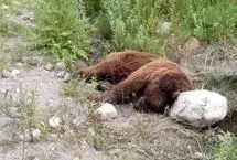 مرگ یک قلاده خرس قهوه‌ای بر اثر اصابت گلوله در مناطق آزاد دنا