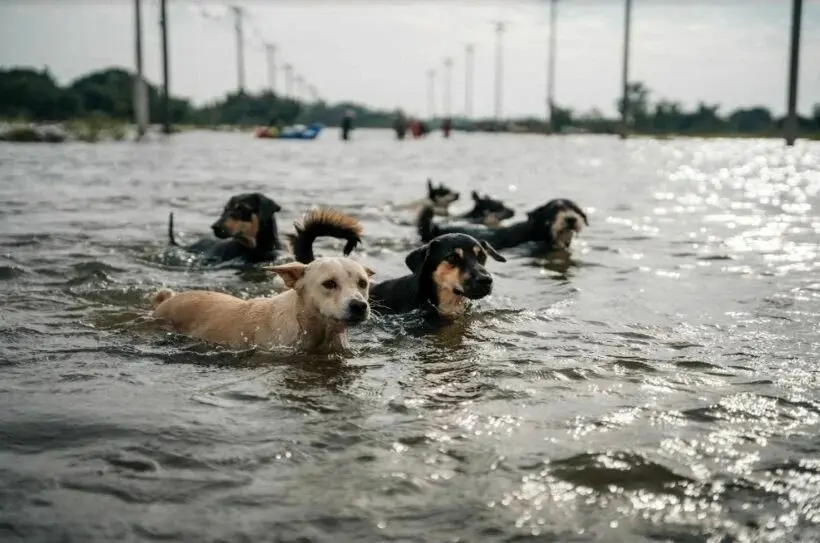 نجات سگ گرفتار روی سقف خودرو در سیل تایلند