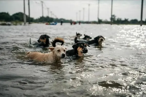 نجات سگ گرفتار روی سقف خودرو در سیل تایلند