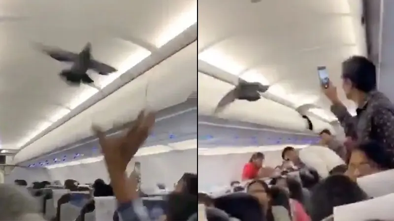 ورود ناگهانی کبوتر به داخل هواپیما مسافران را غافلگیر کرد