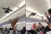 ورود ناگهانی کبوتر به داخل هواپیما مسافران را غافلگیر کرد