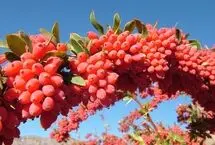 باغ‌های سرخ‌پوش