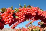 باغ‌های سرخ‌پوش
