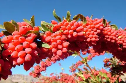 باغ‌های سرخ‌پوش