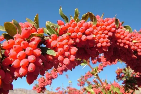 باغ‌های سرخ‌پوش