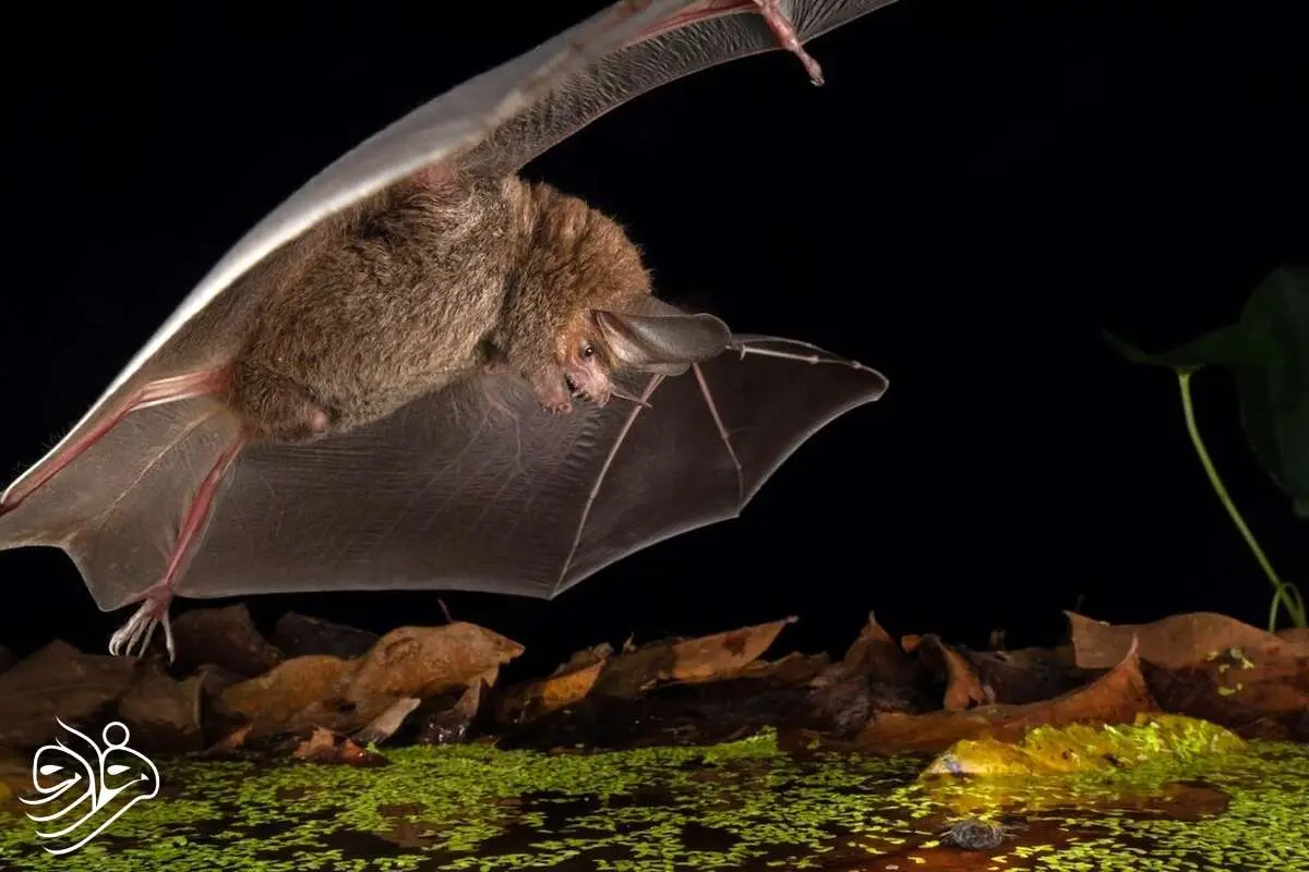 شکارچی‌ای به اندازه کف دست، اما خطرناک‌تر از شیر!