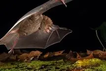 شکارچی‌ای به اندازه کف دست، اما خطرناک‌تر از شیر!