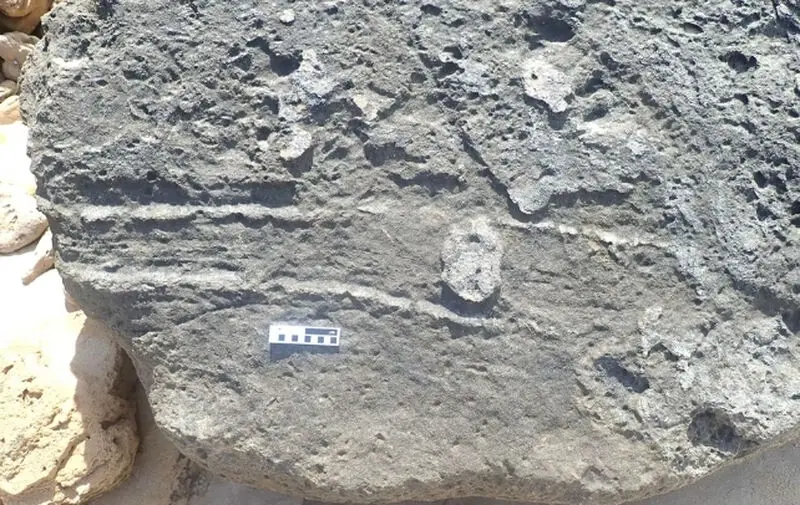فسیل خرگوش