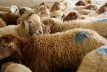 قیمت دام زنده امروز 10 خرداد 1404؛ بازار روند نزولی گرفت؟