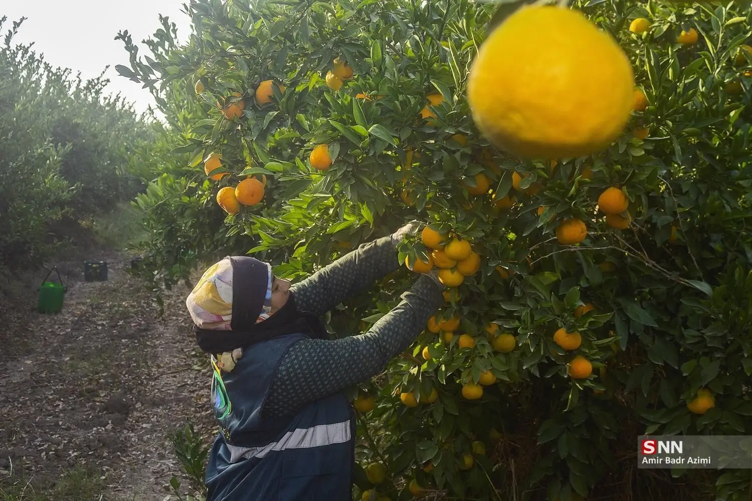 تصاویر؛ برداشت نارنگی از باغات هاشم‌آباد گرگان