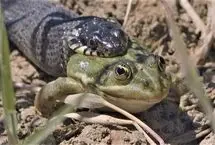 بلعیدن برق‌آسای قورباغه زنده توسط مار