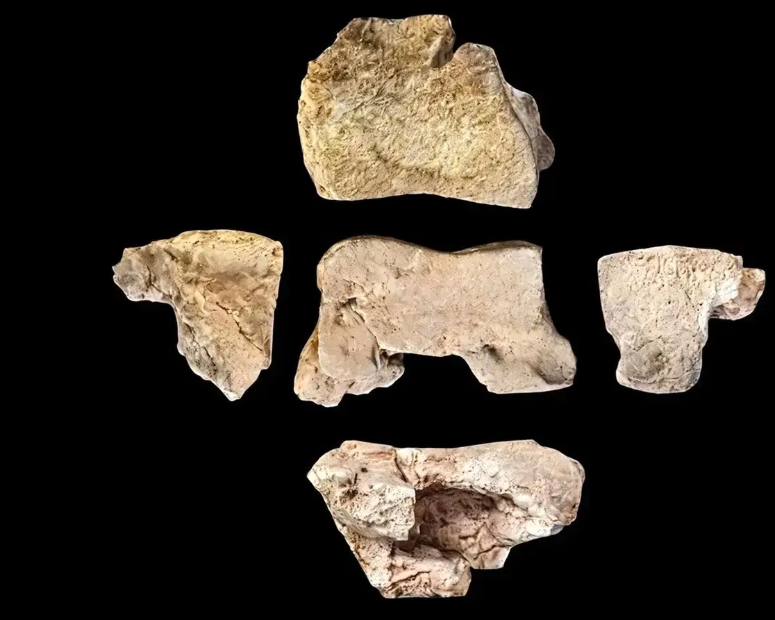 کشف استخوان پای یک فیل جنگی 2200 ساله
