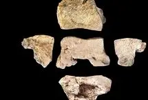 کشف استخوان پای یک فیل جنگی 2200 ساله
