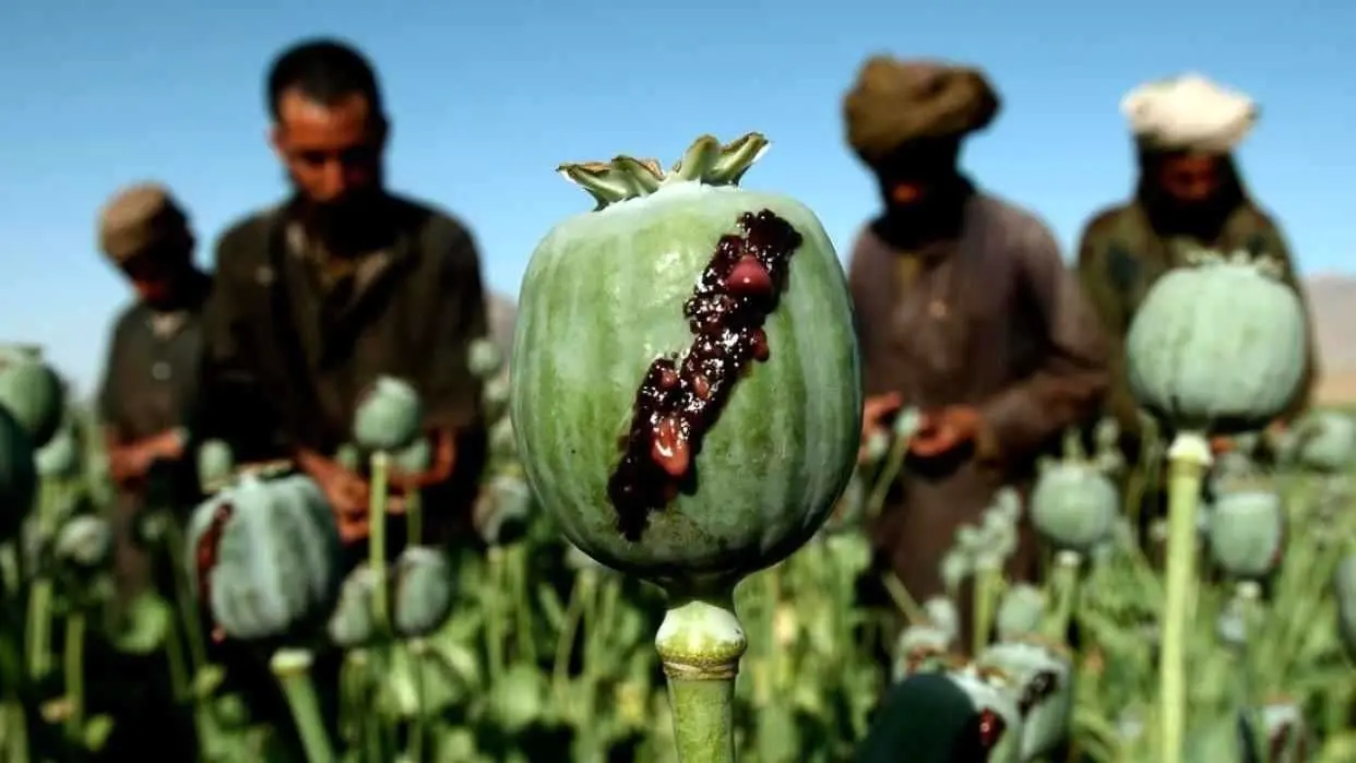 جنگ پاکستان با خشخاش