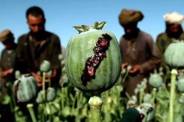 جنگ پاکستان با خشخاش