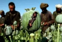 جنگ پاکستان با خشخاش