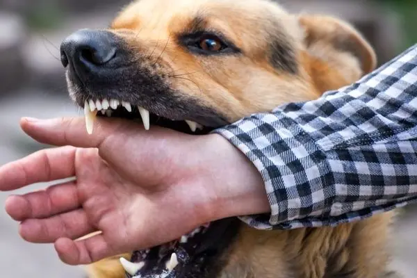 وحشت‌آفرینی سگ ولگرد در حیاط مدرسه