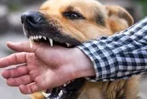 وحشت‌آفرینی سگ ولگرد در حیاط مدرسه