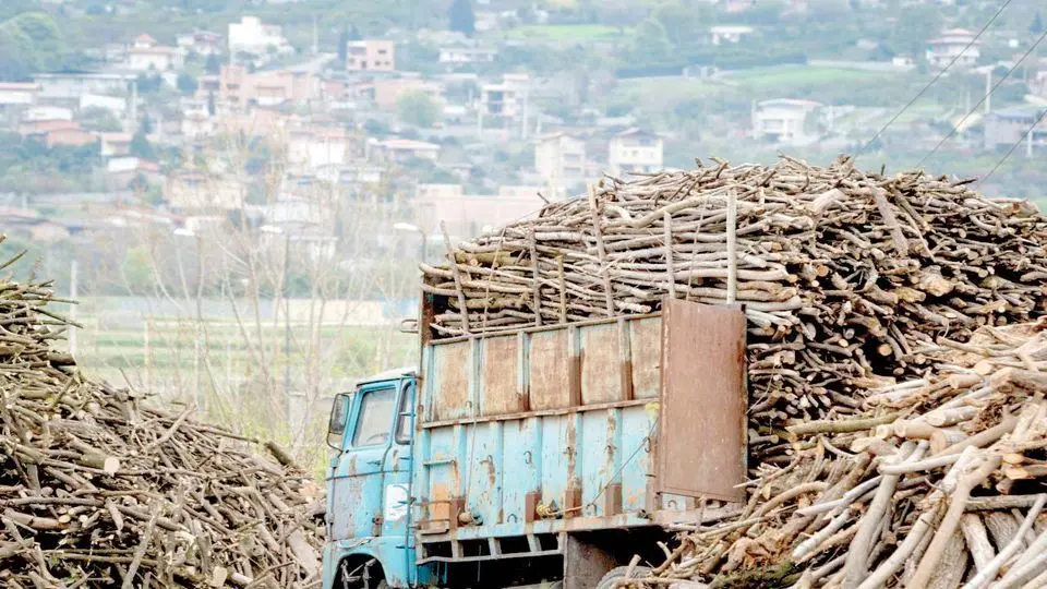زخم تازه بر تن هیرکانی/ خروج درختان شکسته جنگل‌های شمال در بحبوحه جنگ