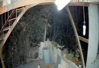 ورود خرس به منزلی مسکونی در خطیرکوه استان سمنان