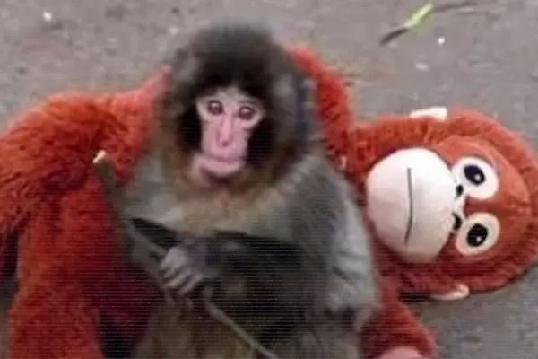 میمون کوچکی که با عروسکش دل میلیون‌ها نفر را برد