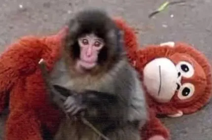میمون کوچکی که با عروسکش دل میلیون‌ها نفر را برد