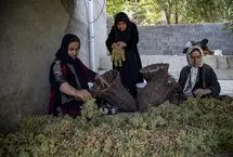 تصاویر؛ رسم کهن بولاوگیری در دل کوهستان‌های کردستان