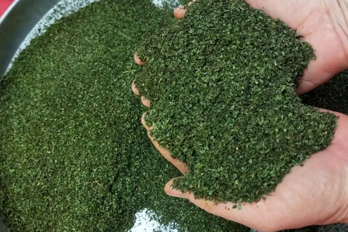آموزش ساده و سریع خشک کردن نعناع در خانه