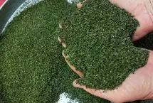 آموزش ساده و سریع خشک کردن نعناع در خانه
