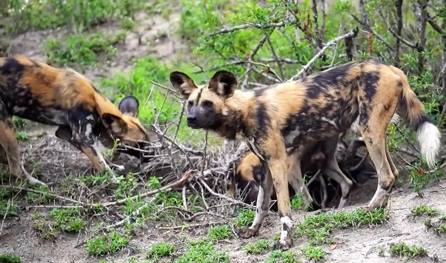 سگ‌های وحشی بی‌رحمانه خرگوش را از هم دریدند