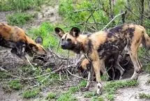 سگ‌های وحشی بی‌رحمانه خرگوش را از هم دریدند