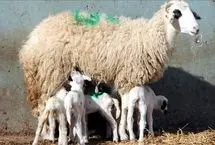 حرکت مسحورکننده گله‌ گوسفندان در قونیه