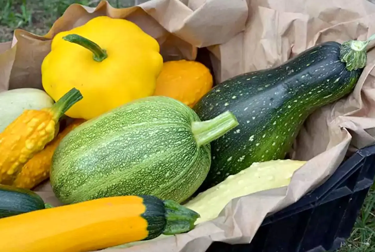 کدو حلوایی یا کدو سبز؛ کدام‌یک برای کاهش وزن بهتر است؟