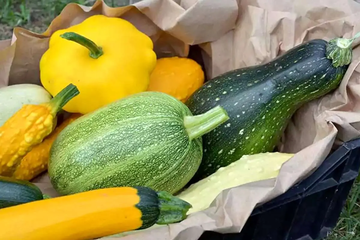 کدو حلوایی یا کدو سبز؛ کدام‌یک برای کاهش وزن بهتر است؟