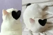 گربه سفید با لکه قلبی‌شکل روی سرش پرطرفدار شد