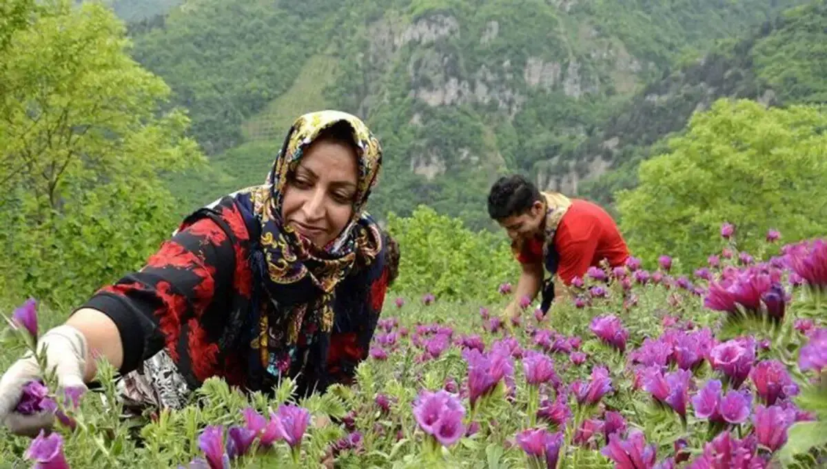 شناسایی ۲۰۰ گونه گیاه دارویی در گلستان؛ هشدار نسبت به برداشت غیراصولی 
