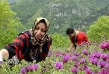 شناسایی ۲۰۰ گونه گیاه دارویی در گلستان؛ هشدار نسبت به برداشت غیراصولی 