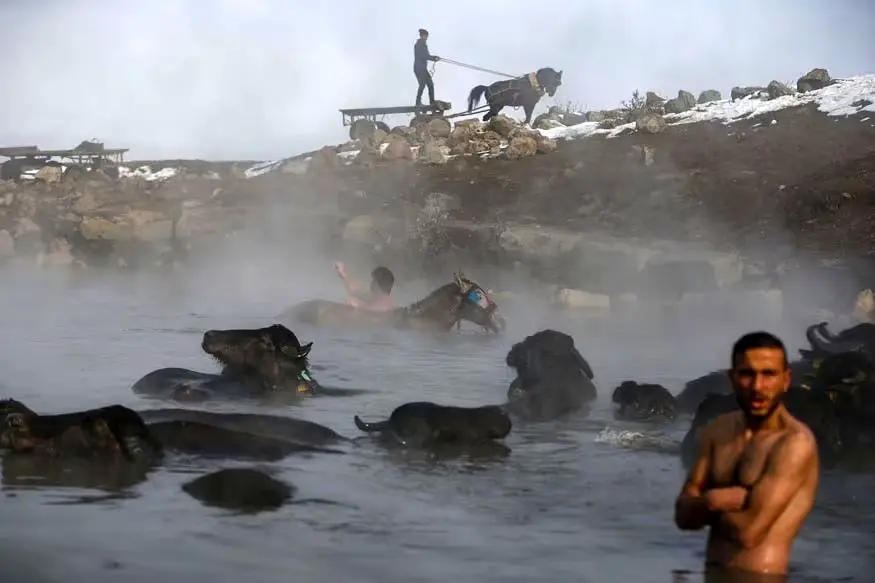 فرار بوفالوها از سرما به چشمه‌های آب گرم ترکیه