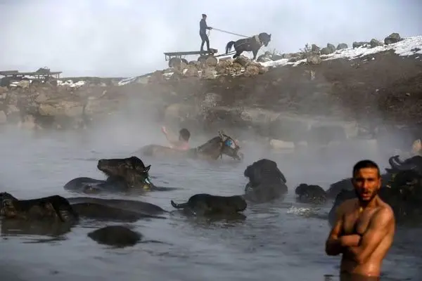 فرار بوفالوها از سرما به چشمه‌های آب گرم ترکیه