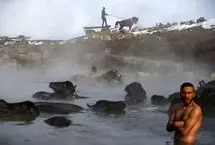 فرار بوفالوها از سرما به چشمه‌های آب گرم ترکیه