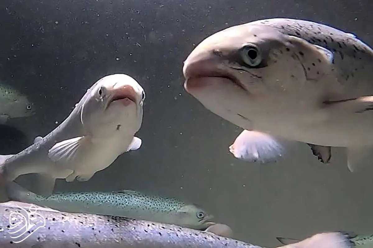 هوش مصنوعی ماهی‌ها را نجات می‌دهد