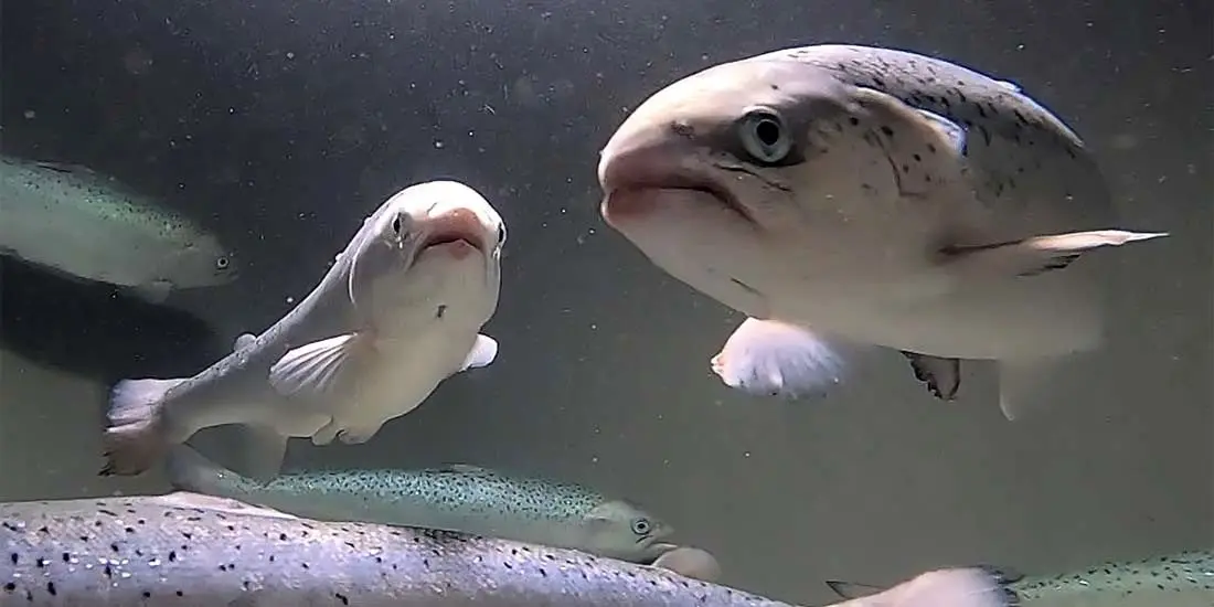 هوش مصنوعی ماهی‌ها را نجات می‌دهد