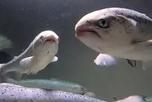 هوش مصنوعی ماهی‌ها را نجات می‌دهد